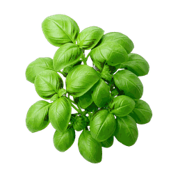 Basilic