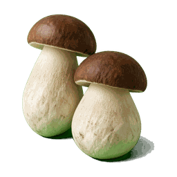 Cèpe