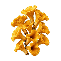 Chanterelle