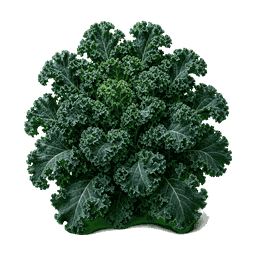 Chou kale