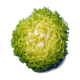 Frisée