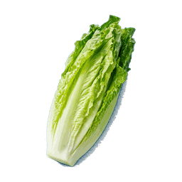 Laitue romaine