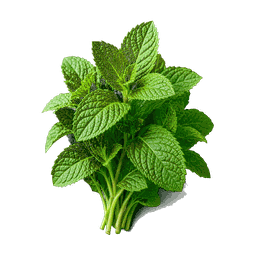 Menthe