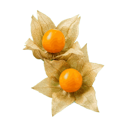 Physalis