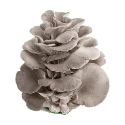 Pleurote