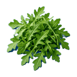 Roquette