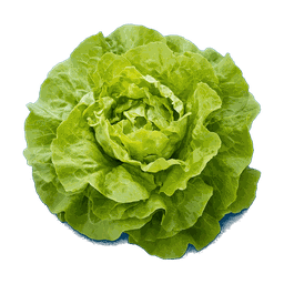 Salade verte