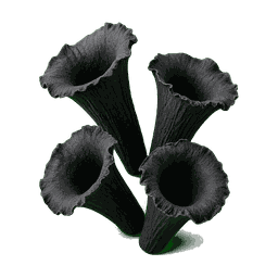 Trompette de la mort